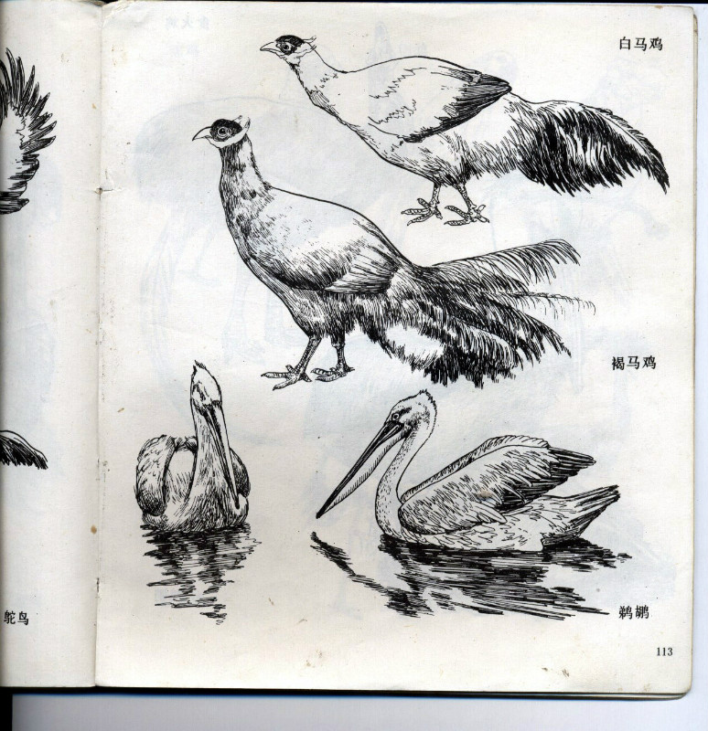 一百幅动物素描,近百幅动物画