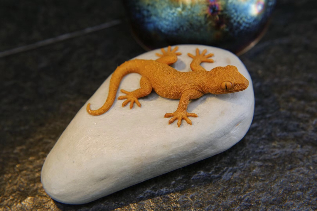 壁虎无毒为什么会算在五毒中,壁虎是不是在五毒中毒性最小