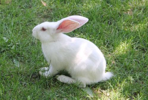 关于兔子有什么迷信吗,兔子误区