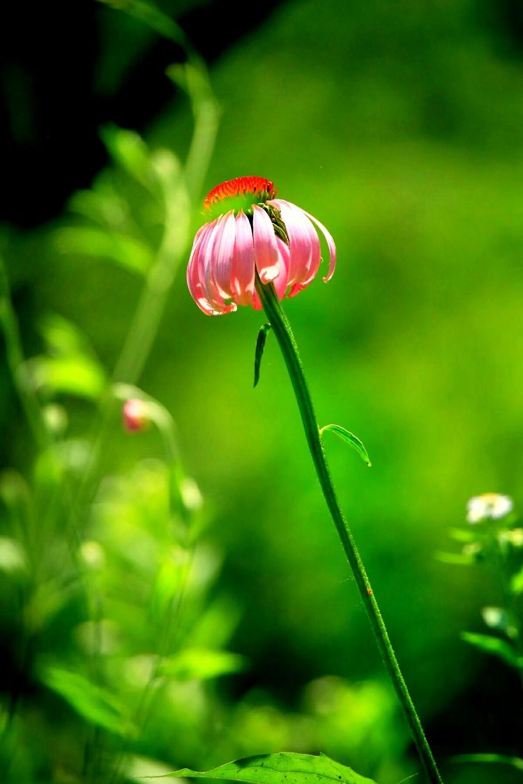 原创蝴蝶恋花,蝶恋花蝴蝶原唱