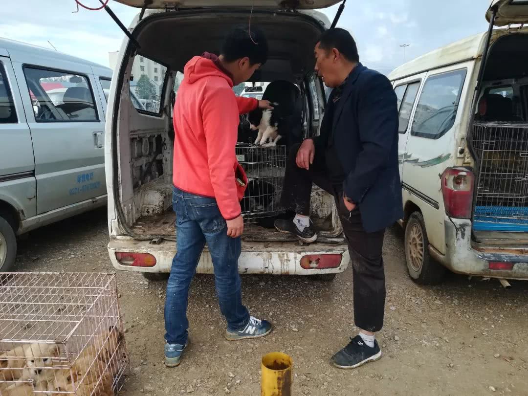 边境牧羊犬在狗市场怎么买,犬舍买边境牧羊犬