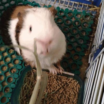 荷兰猪受到惊吓不吃食怎么办,荷兰猪感到不开心的表现