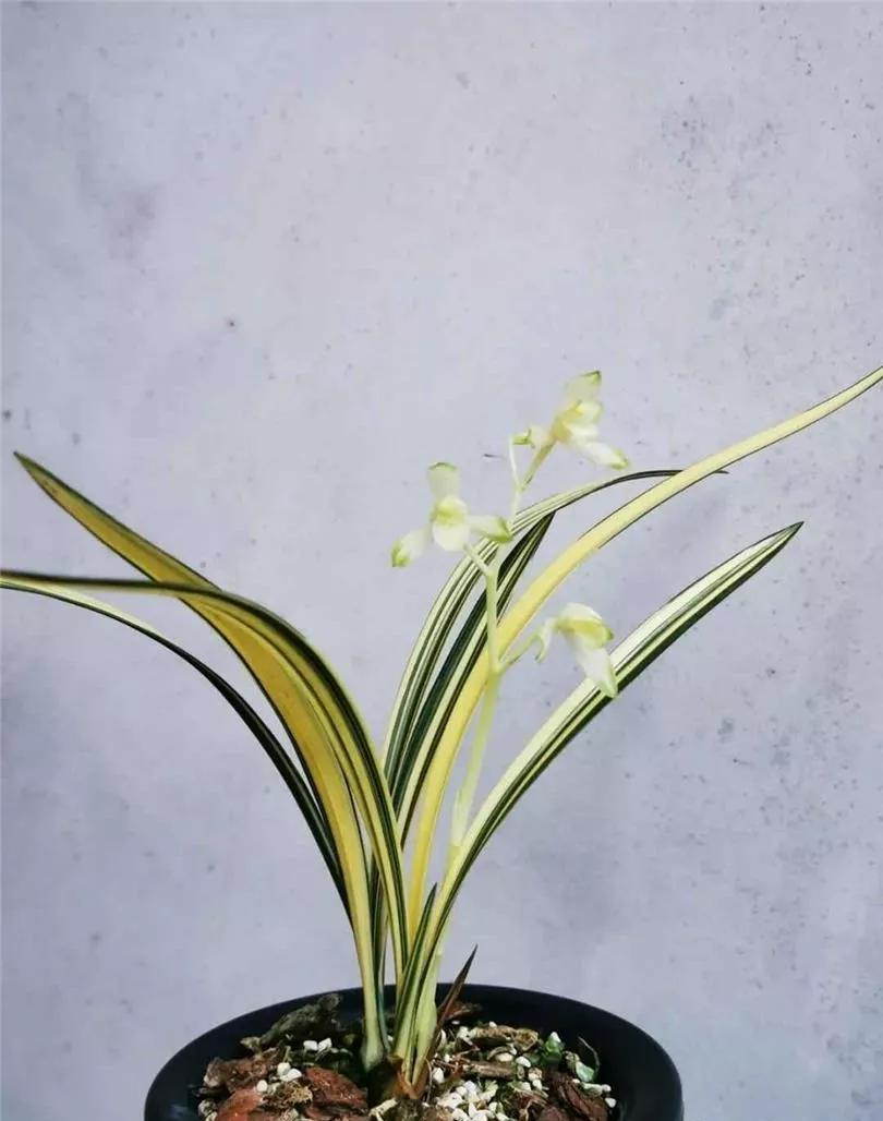 稀有建兰名贵品种,建兰顶级白花品种