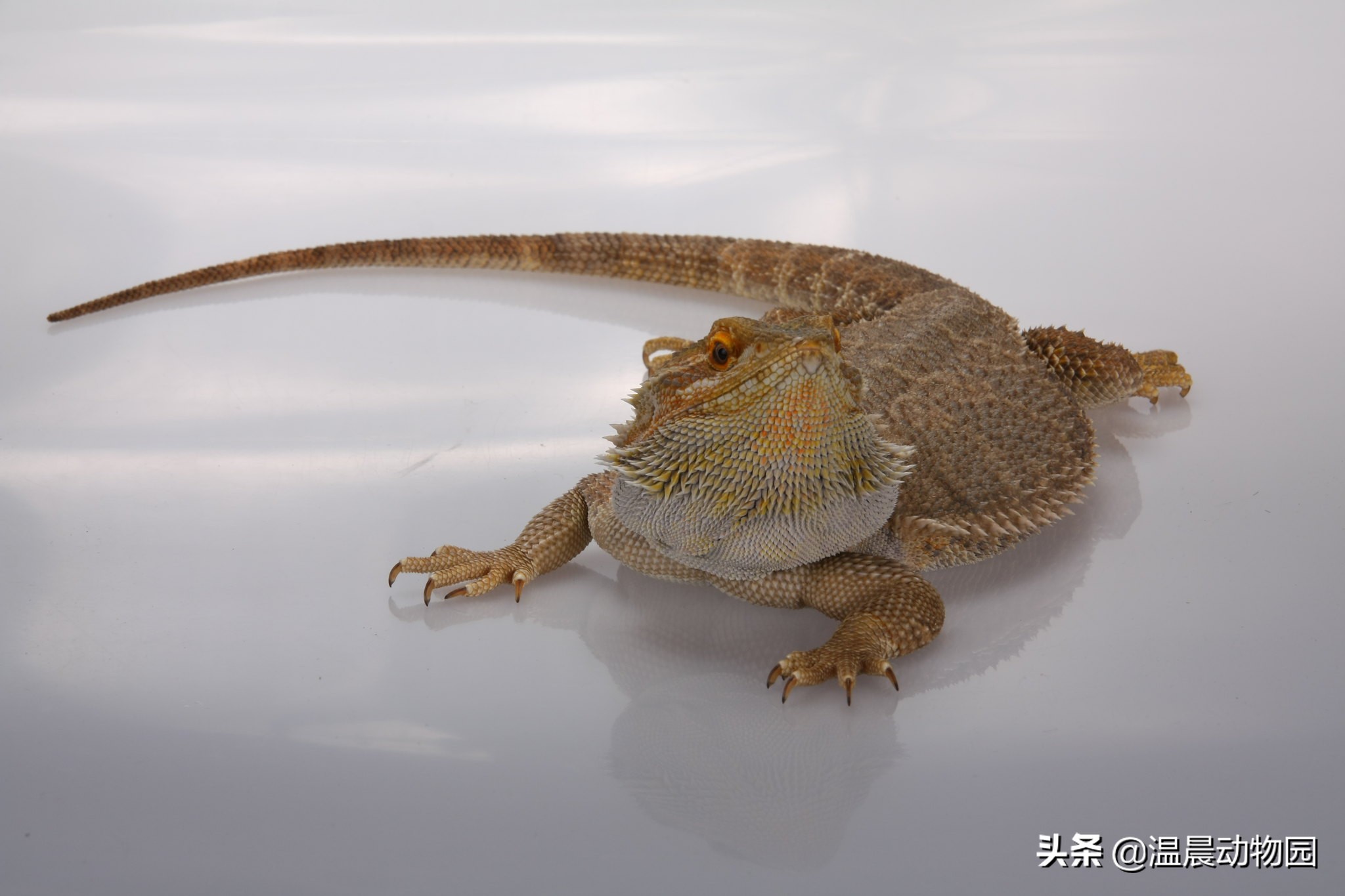 养鬃狮蜥需要知道什么,鬃狮蜥新手养公的