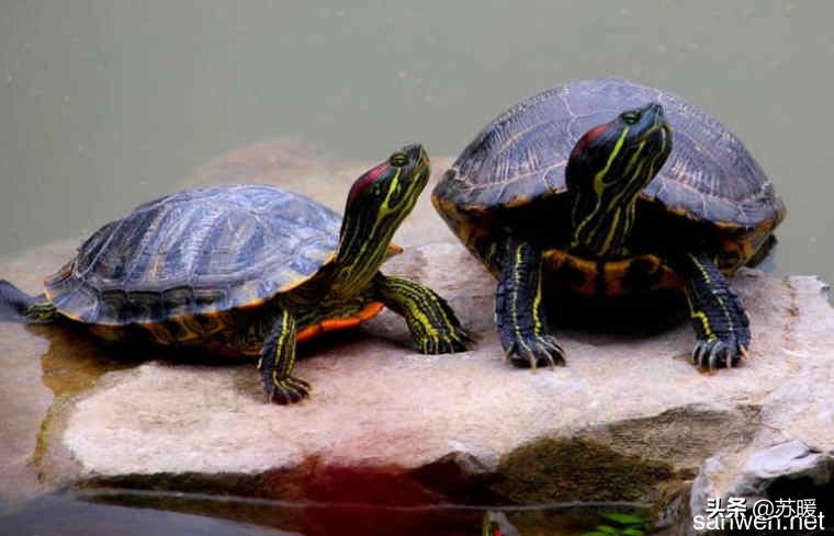 养巴西龟的基本知识,新手养红耳巴西龟怎么养