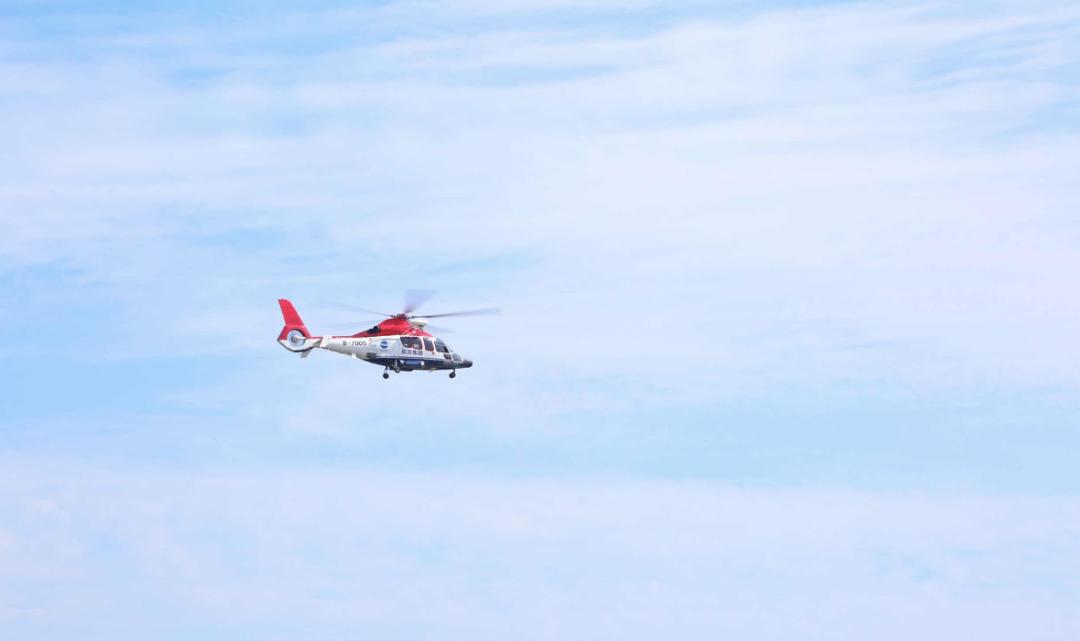 海滨老城泡桐花 (海滨老城紫色泡桐花)