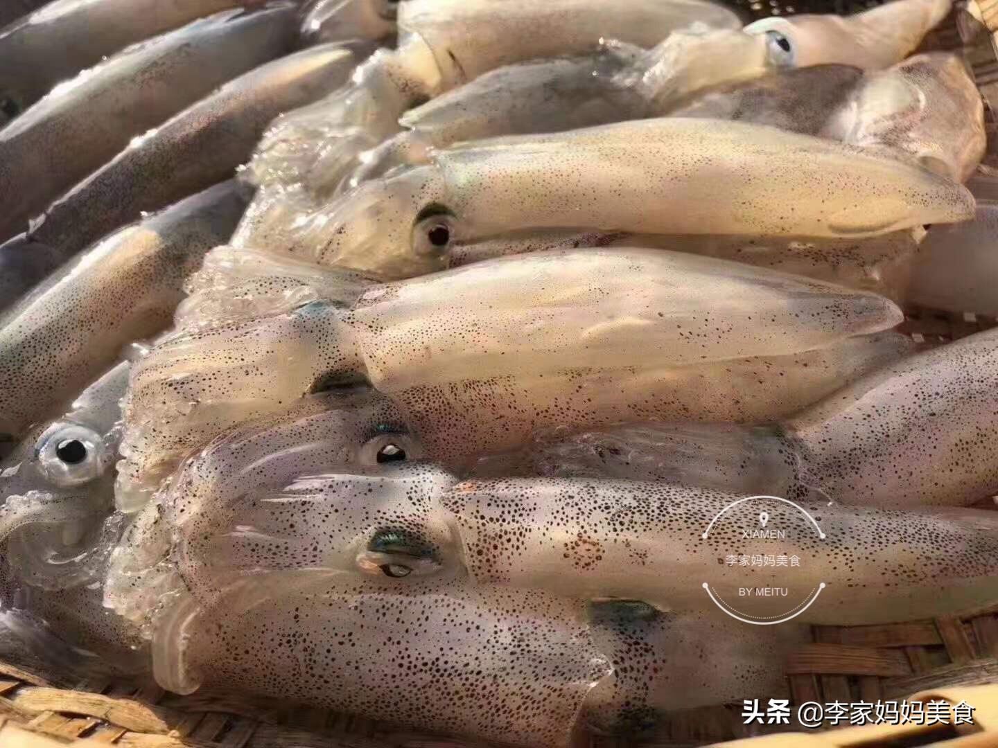 墨鱼乌贼章鱼鱿鱼到底有什么区别,一张图鱿鱼章鱼八爪鱼墨鱼的区别