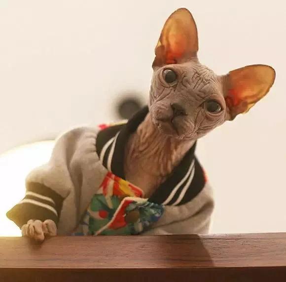 无毛猫为什么那么恶心,无毛猫很难让人接受