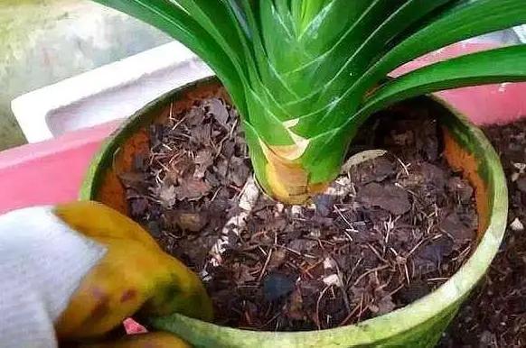 盆栽植物该如何预防积水烂根？用上防堵塞，花根越长越旺盛