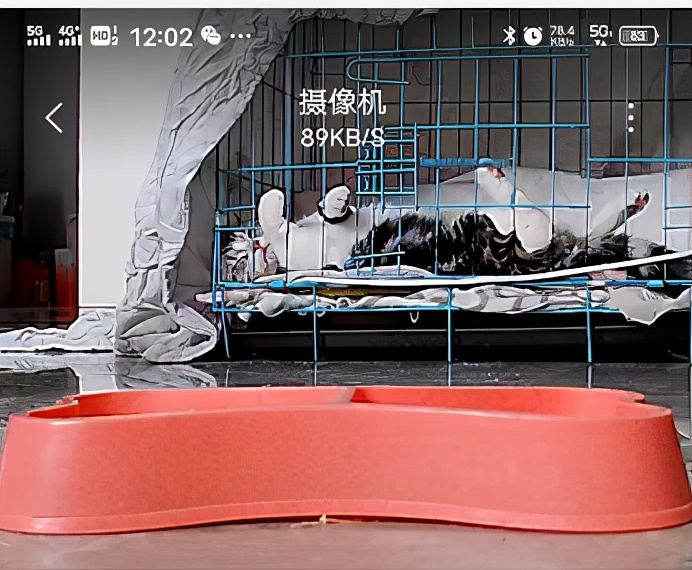 团子猫传腹治好了吗,团子的猫传腹