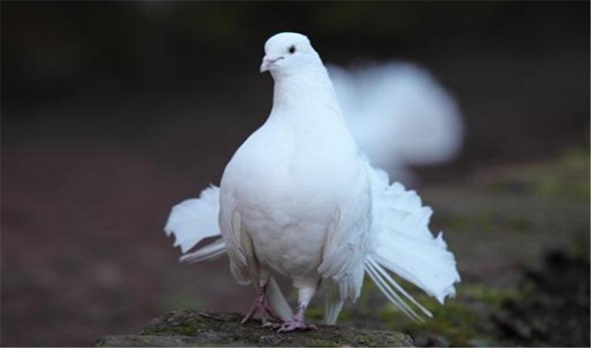 鸽子的养殖方法和注意事项和禁忌,鸽子的养殖技术与注意事项