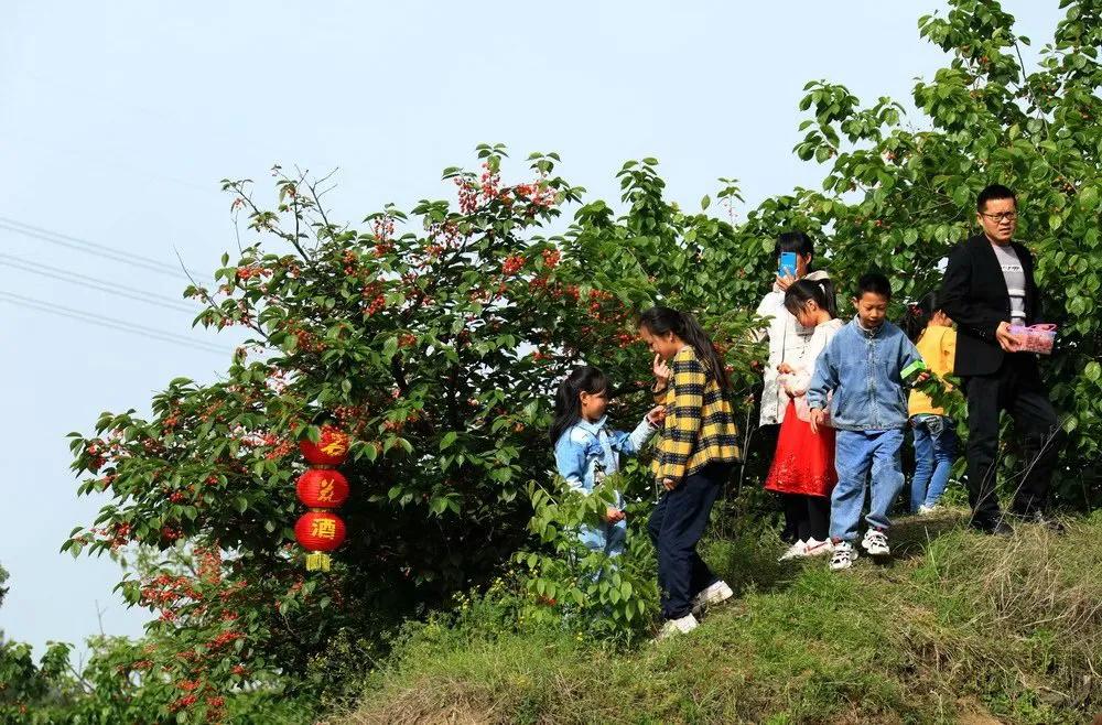人间最美四月天，十里樱桃红满园