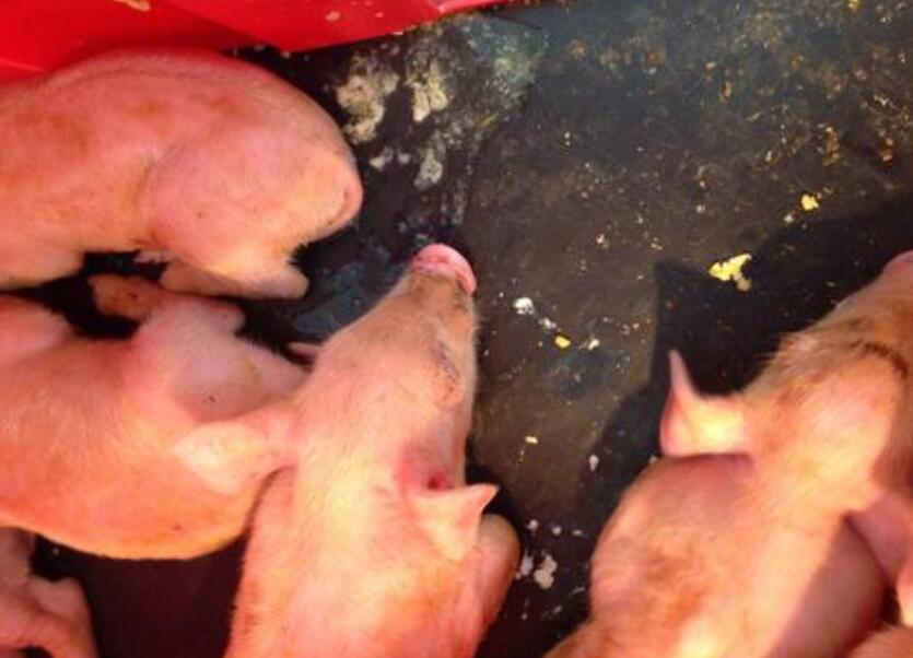 仔猪腹泻有啥办法治疗,仔猪治疗腹泻的最好办法