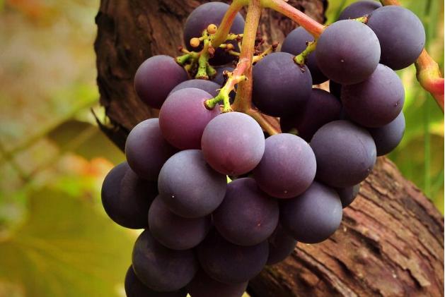 葡萄多了吃不完怎么保存,吃不上的葡萄怎么储存