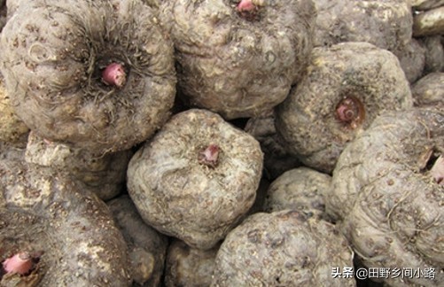 魔芋高产种植技术及条件,魔芋的种植技术和技巧有哪些