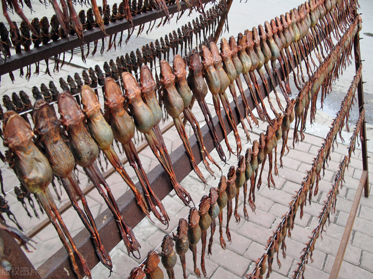 2015年林蛙多少钱一斤,2020年林蛙