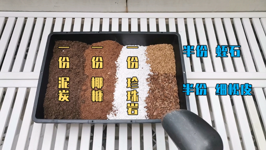 酢浆草如何播种,酢浆草从种子到发芽到开花全过程