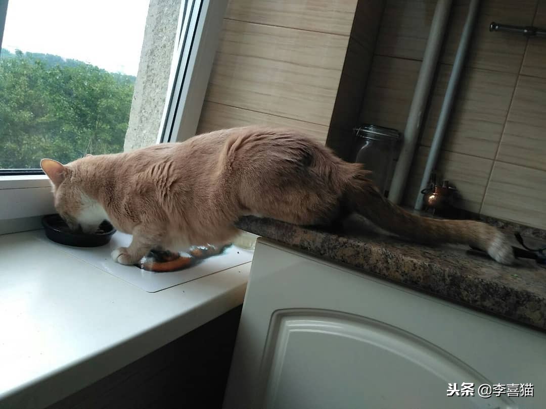 猫咪拉稀不吃饭没精神拒食,猫咪拒食