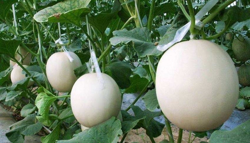 薄皮甜瓜育苗教程,薄皮甜瓜嫁接方法