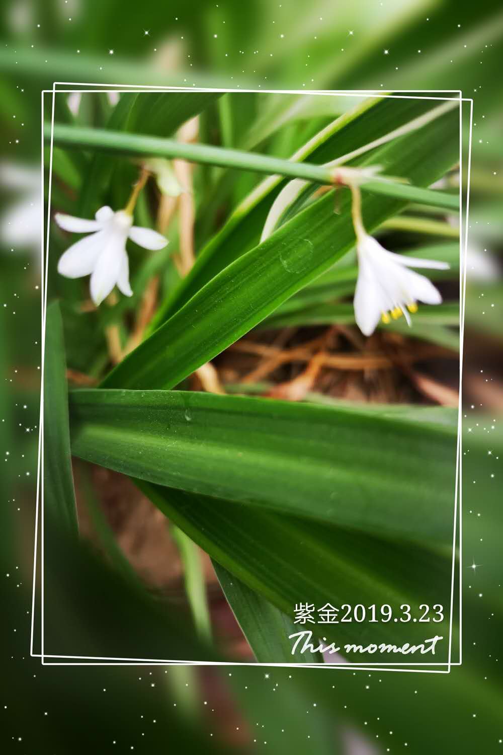 为什么水培竹子叶子发黄？怎么处理