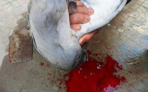 鸽子是怎么杀的,鸽子怎么杀的