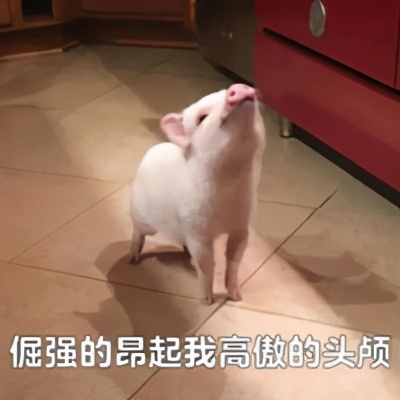 猪的智商体脂率,猪和狗的体脂率