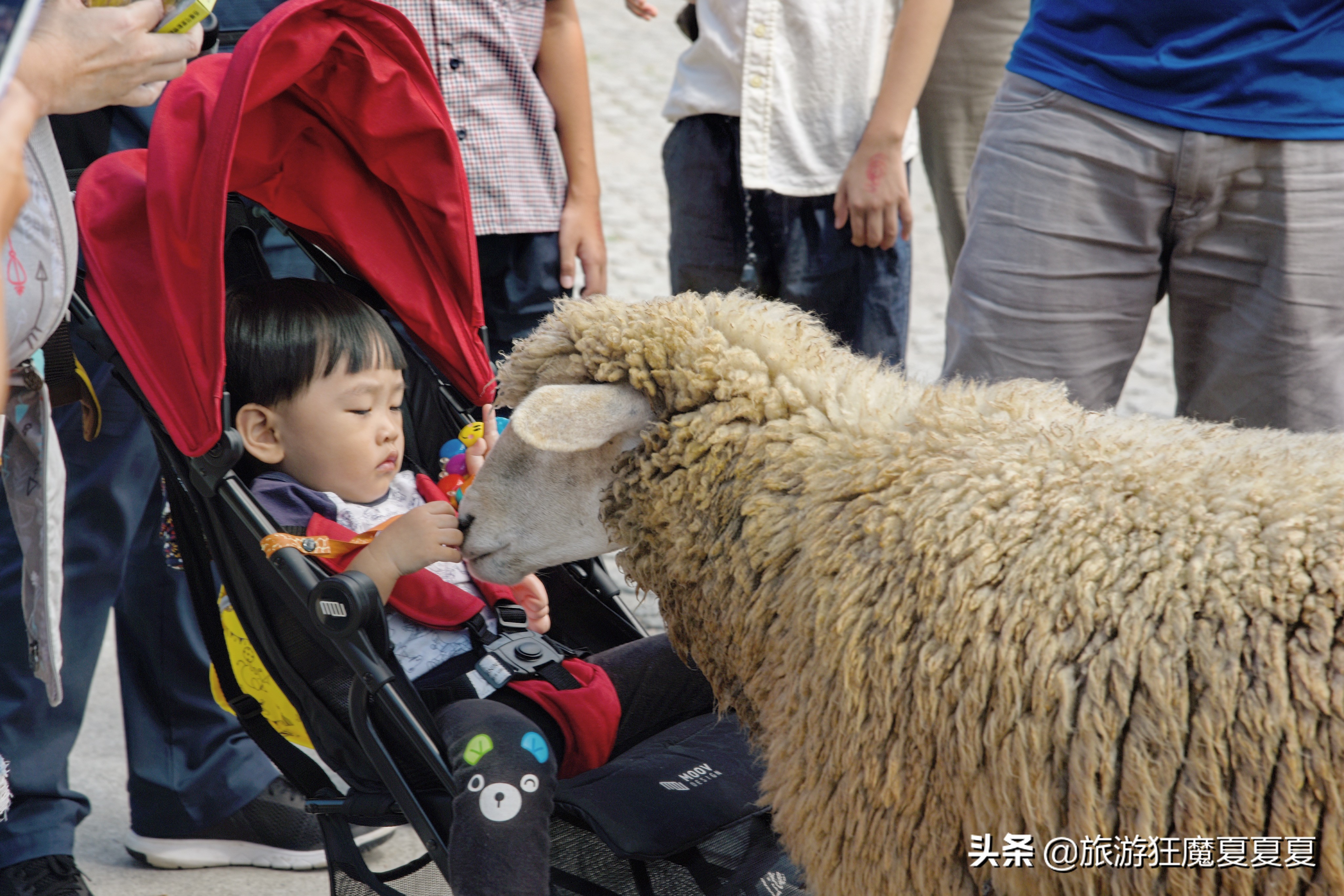 台湾适合亲子游的景点推荐,台湾清境农场游后感
