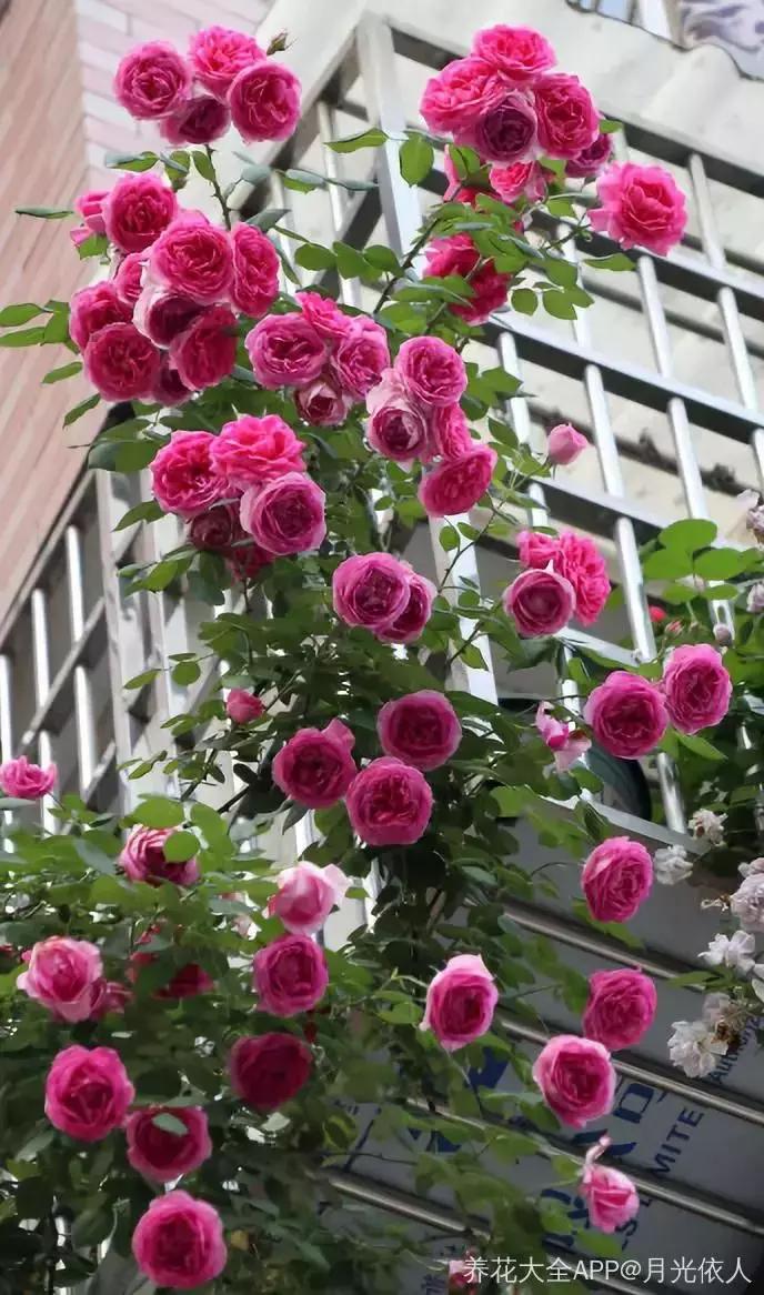 这10种花不怕晒,这3种花不能懒着养