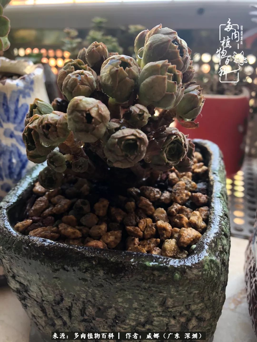 笼子里的多肉,露养的多肉和室内的多肉区别