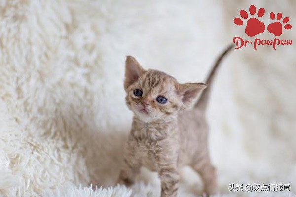 英短猫感冒发烧怎么办,金渐层小奶猫感冒发烧有什么症状