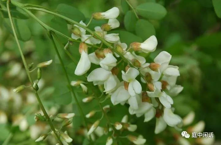 我心目中的玫瑰花,我心目中的花