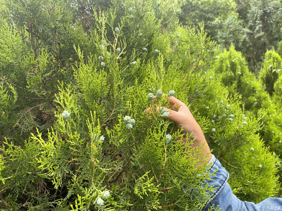 成都凤凰山公园可以爬山吗,成都凤凰山公园有什么好玩的