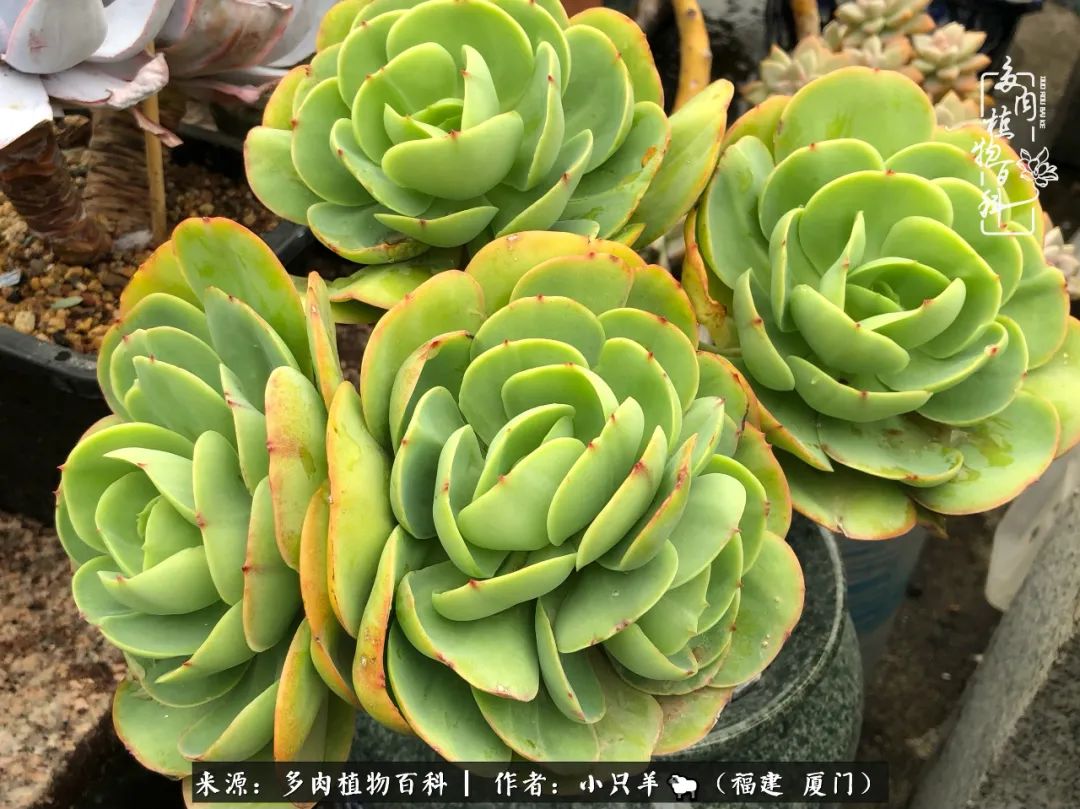 大城小爱:养多肉是个愉快的过程,种下去就有了无尽的期待