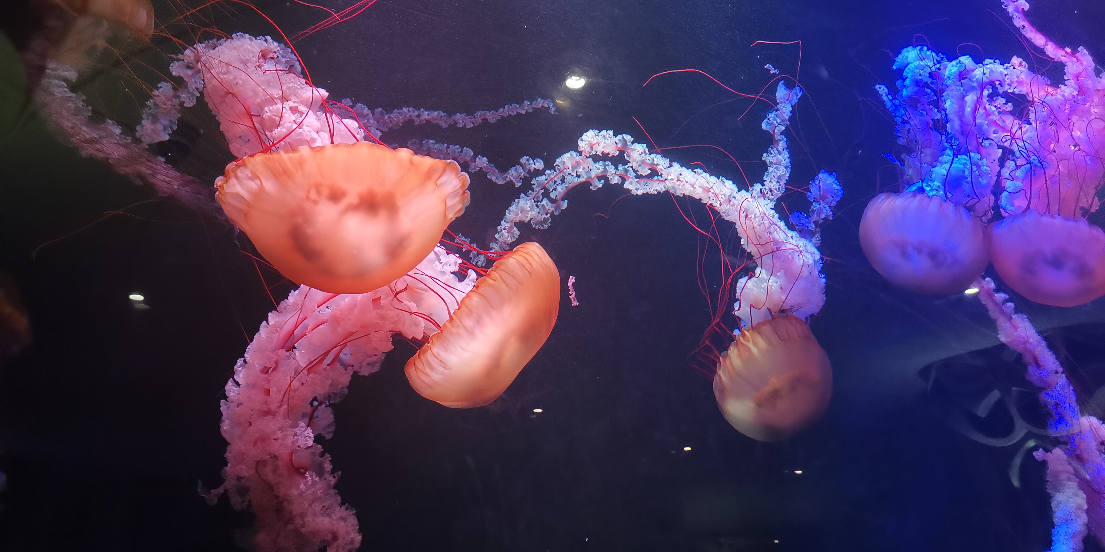 三亚海棠湾亚特兰蒂斯,三亚海棠湾和泓海棠府