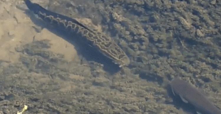 钓到大鱼被鱼咬到隐身部位,男子钓鱼被蛇咬伤