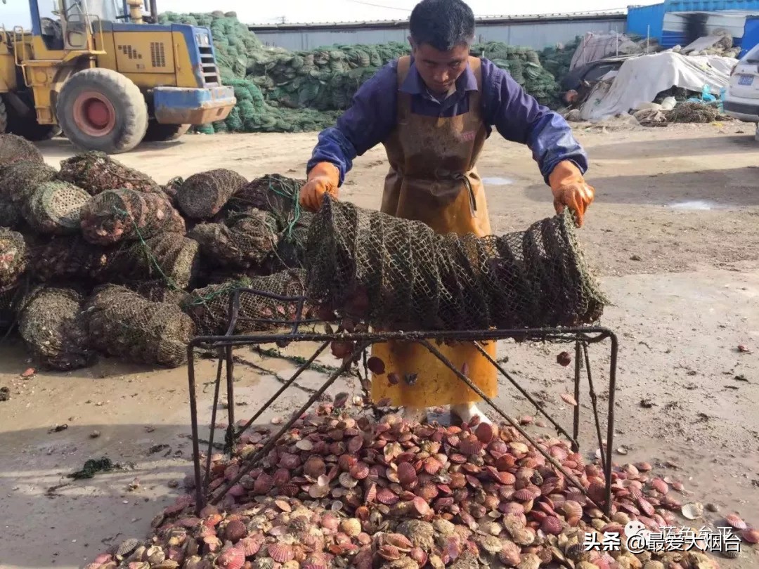 烟台扇贝养殖临时工人,烟台养殖扇贝多少利润