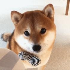 狗特别依赖主人的表现有哪些,狗对某物具有攻击性该怎么办