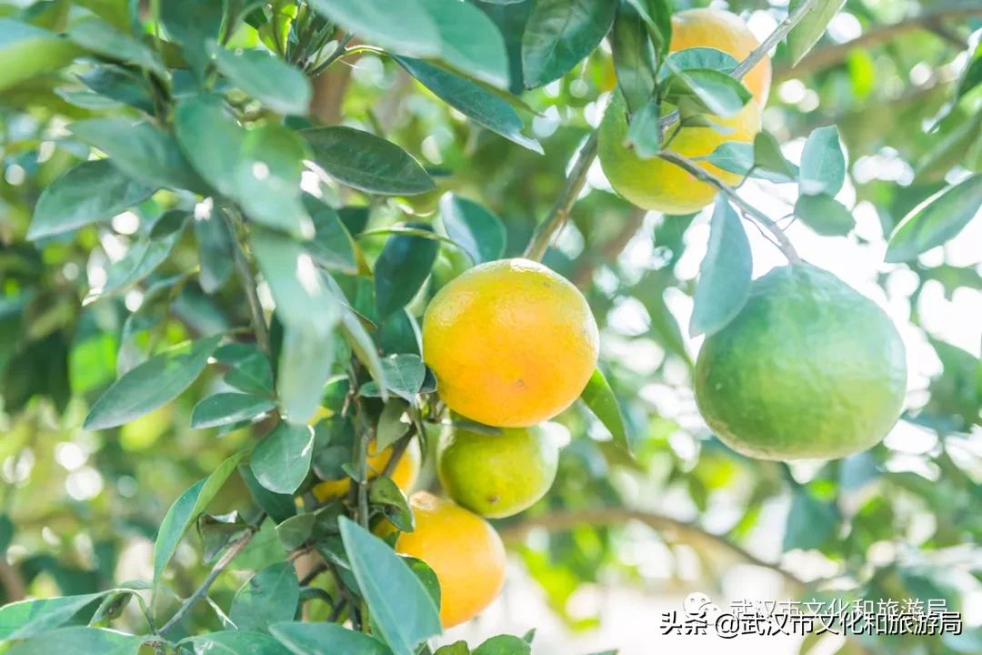 板栗葡萄采摘园,板栗桠葡萄采摘园