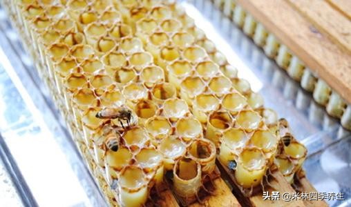 面对病毒,最好的办法就是增强免疫力,告诉你增强免疫力的方法