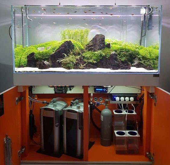 养观赏鱼怎样建立硝化系统,养鱼硝化系统崩溃鱼怎么应急