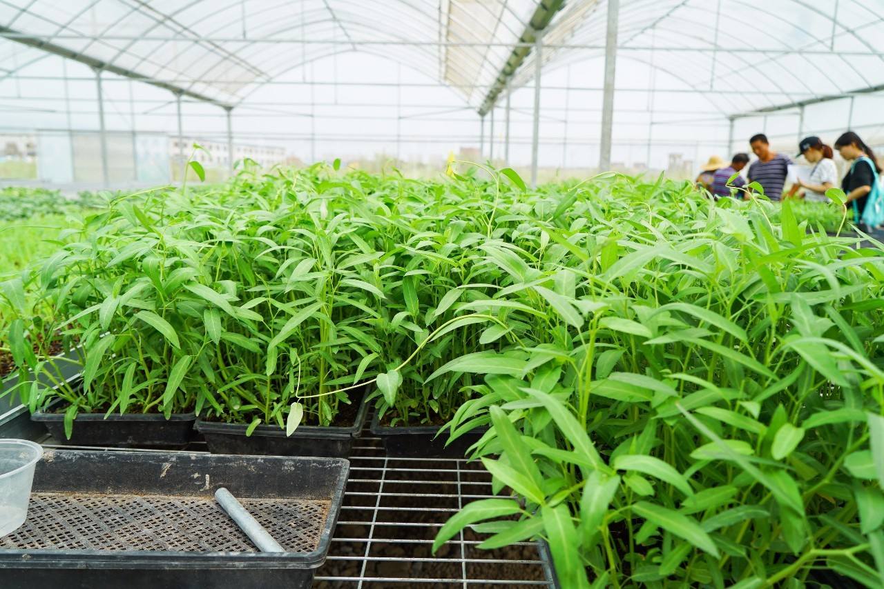 空心菜会生什么病有什么防治措施,空心菜茎腐病的防治