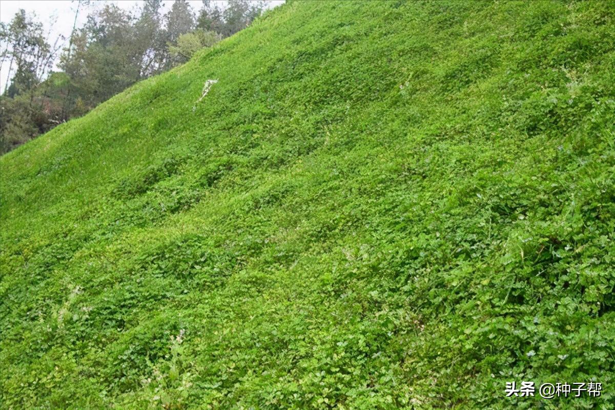 白三叶护坡草坪,护坡草坪哪种好