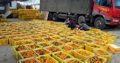 四会哪里有沙糖桔种植基地,四会桔子小镇沙糖桔