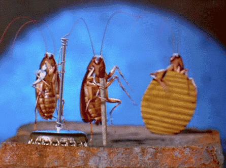 教你一招灭蟑螂不花一分钱,灭蟑螂安全有效的方法