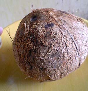 椰子壳怎么能轻松打开,带有盖子的椰子怎么打不开