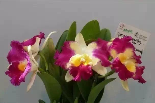 极品中的精品兰花,带你回忆天价兰花蕙兰篇