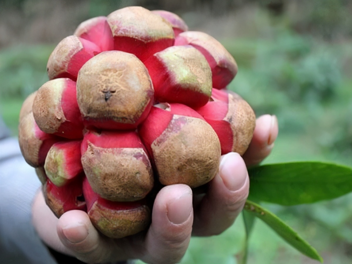恶魔果实多少钱一瓶,恶魔果实的市价是多少