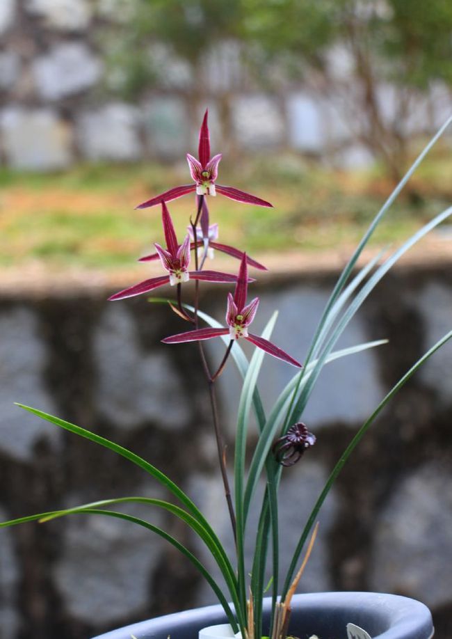 即香又好看又名贵的兰花,香味最好的兰花是哪个品种