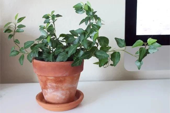 塑料盆和陶瓷盆哪个种花好,塑料盆和紫砂盆哪个养兰花好