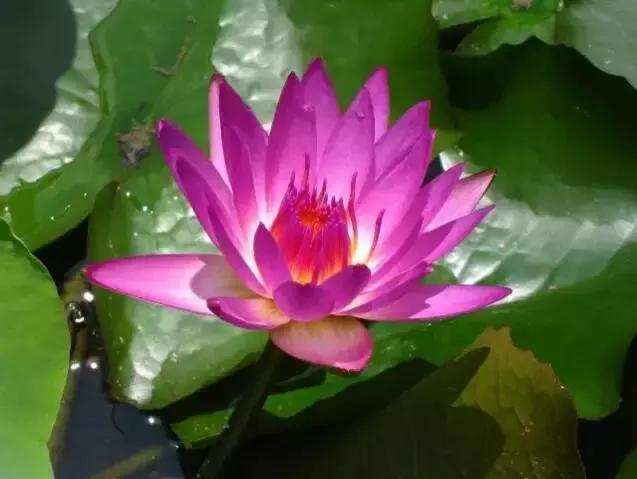 那些天价的植物,十大最值钱的植物